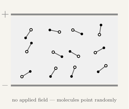 An animated diagram of twelve small polar molecules, each drawn as a rod with an open circle at its negative end and a filled circle at its positive end, sitting between the two plates of a capacitor. At first the molecules point in random directions and the plates are shown unenergised. The field then switches on, shown by downward arrows appearing from the positive plate to the negative plate, and each molecule rotates until its negative end points toward the positive plate and its positive end points toward the negative plate. Once aligned, small induced minus and plus charges appear near the top and bottom faces of the region.