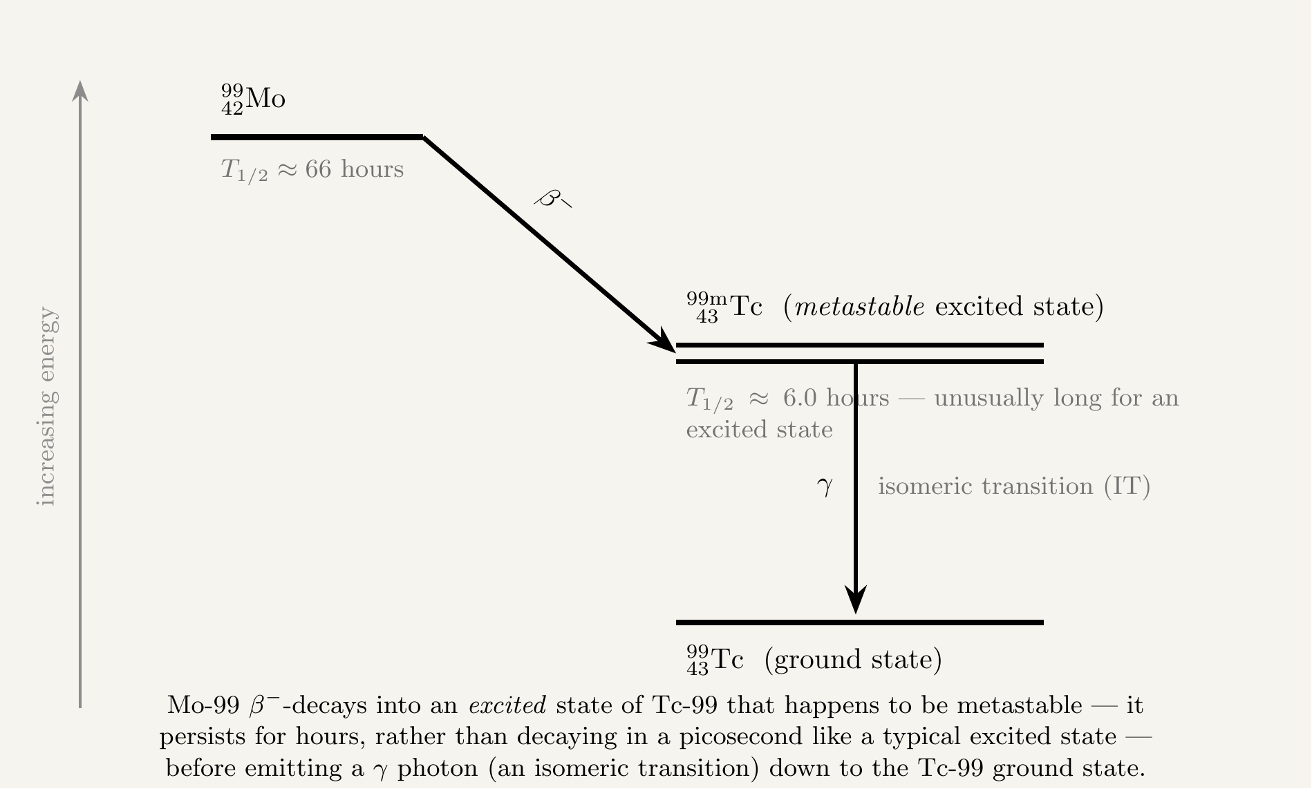 A nuclear energy-level diagram on a cream background with a vertical axis on the left labelled increasing energy. A thick horizontal level near the top left is labelled Mo-99, with a half-life of approximately 66 hours written beneath it. A diagonal arrow labelled beta-minus descends from the right-hand end of this level down to a level positioned lower and to the right, drawn as a distinctive double horizontal line to indicate it is a metastable state, labelled Tc-99m, metastable excited state, with a half-life of approximately 6.0 hours, described as unusually long for an excited state, written beneath it. A vertical arrow labelled gamma, isomeric transition, descends from this double-line level straight down to a third thick horizontal level near the bottom, labelled Tc-99, ground state. A caption below explains that Mo-99 beta-minus decays into an excited state of Tc-99 that happens to be metastable, persisting for hours rather than decaying in a picosecond like a typical excited state, before emitting a gamma photon down to the Tc-99 ground state.